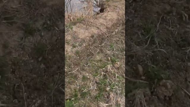 охота с рогаткой на карасей #slingshotfishing #охотанарогатку #охотасрогаткой смотреть онлайн