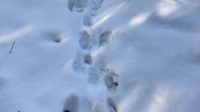 Швеция. Зима. Лес. Снег.... то, что вдохновляет. Выпуск 2.  2021.01.15.