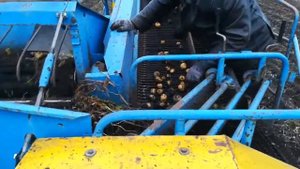 Копка картофеля польским комбайном BOLKO Z643