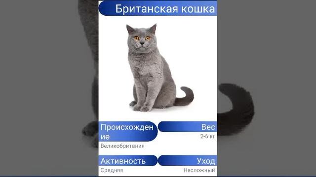 Породы кошек. Короткошёрстные.(3 ч.)