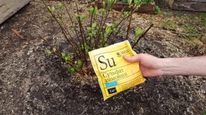 ПРАВИЛА ПОДКОРМКИ ГОРТЕНЗИИ ВЕСНОЙ И ВО ВРЕМЯ БУТОНИЗАЦИИ.