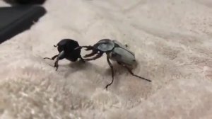 Жуки дерутся