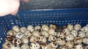 🦚 Самая опасная ошибка при инкубировании яиц. Никогда не делайте так...