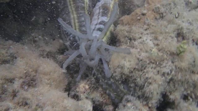 Полосатая голотури (Synapta Maculata)