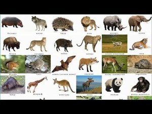 Biologiya.  Biology.  Zoologiya 7-sinf. Sutemizuvchilar 1