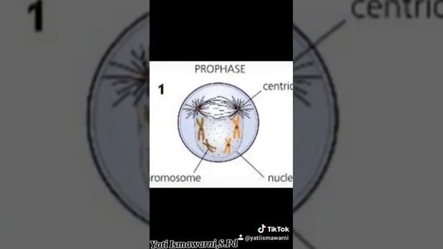 Pembelahan Mitosis