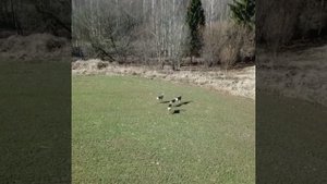 Охота на косулю в Беларуси