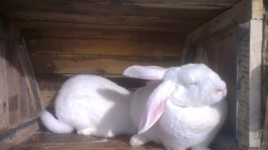 Белый Великан психована порода кроликов! White Giant breed rabbits nutty!