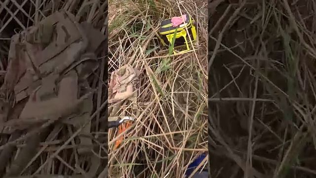 Стреляю пеленгасов #slingshotfishing #охотасрогаткой #охота #huntingrussia #рыбалкасрогаткой смотреть онлайн