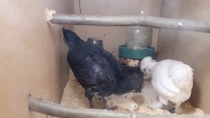 цыплятам месяц, купаются в опилках