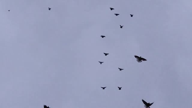 21.11.2020.Овидиопольский голубедром Гены Фесун - Депутат. смотреть онлайн