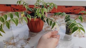 хойя Белла Альбо ( Hoya Bella albomarginata) ...
