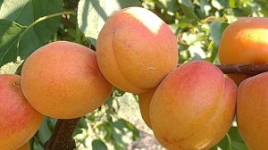 Абрикос Вертідж. Apricot Vertige. Якісний, товарний, смачний сорт