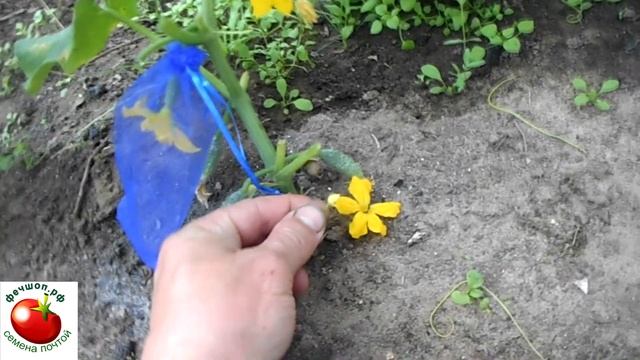 Как гарантировано опылить огурцы для получения семян