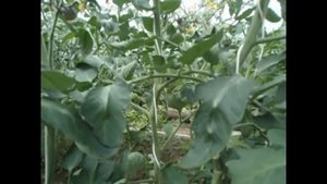 Сорт Бэст синий