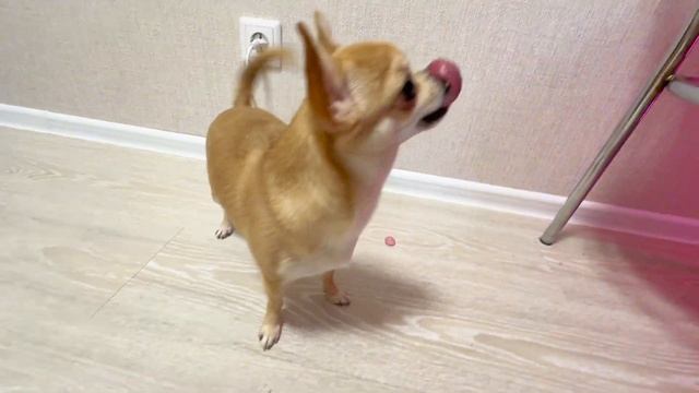 Распаковка кислых конфет Моника питомцы и команда❤️ смотреть онлайн