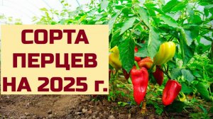 СОРТА ПЕРЦЕВ НА ПОСЕВ В 2025 г.