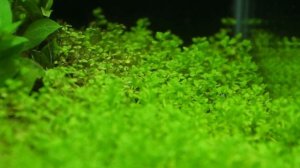 Аквариум Dennerle NanoCube 20L месяц после запуска