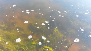 Нерест леща и густеры.7