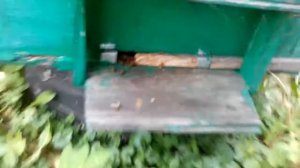 Пчеловодство. Бакфаст лето 20 года. Обработка пчёл бипином.