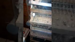 Инкубация перепелиных яиц без автоповорота