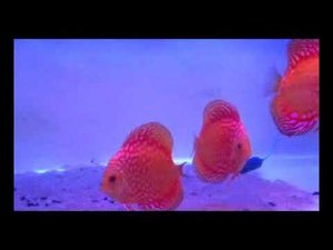 Дискусы Хеккеля