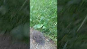 Ёж обыкновенный.