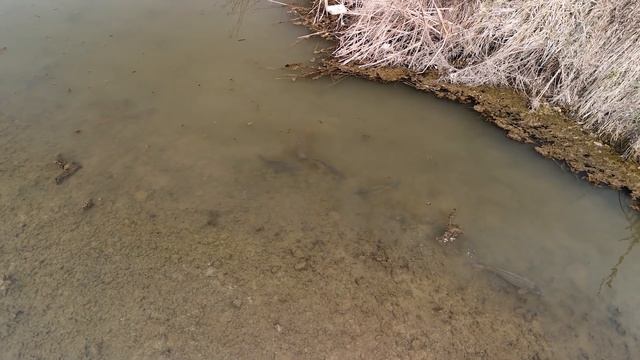 Сазан на кармешке смотреть онлайн