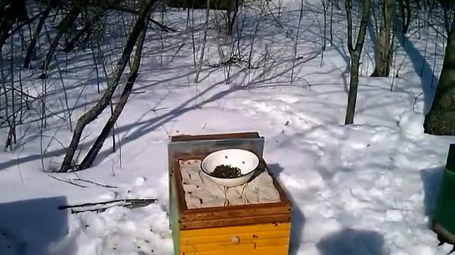 Весенняя подкормка пчёл сиропом. Пчеловодство видео.