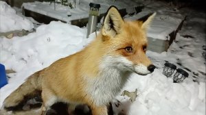 (889) Лиса приходит в гости. Ноябрь 2024