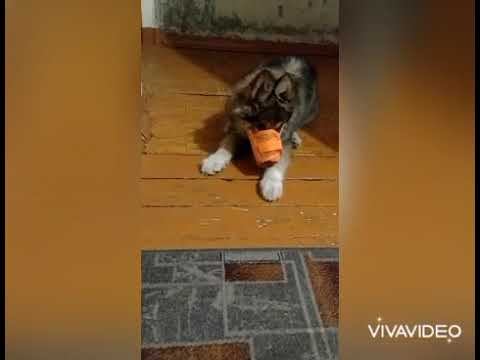История длинною в год)