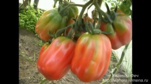 Сорт помидора Этуаль