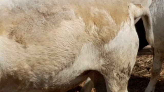 ферма from G.E.бараны генетики Кая.2021года смотреть онлайн