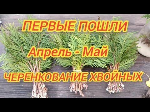 РАЗМНОЖЕНИЕ ХВОЙНЫХ ВЕСНОЙ