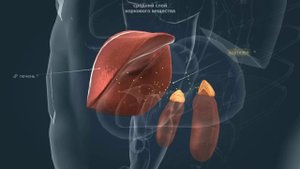 Надпочечники   Анатомия человека   Биология