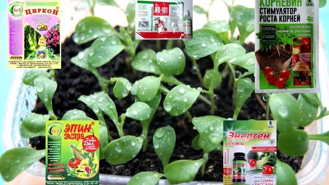 7 основных секретов выращивания рассады капусты