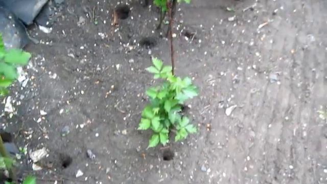 ЕЖЕВИКА весенняя ПОДКОРМКА до цветения