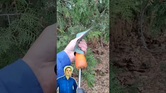 Морковка