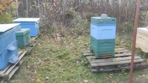 немного по клещу. и ответ на вопрос о зимовке в ульях ппс, ппу, эппу