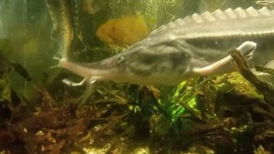 белуга в аквариуме 280 литров, за три месяца с 200 грамм до 500