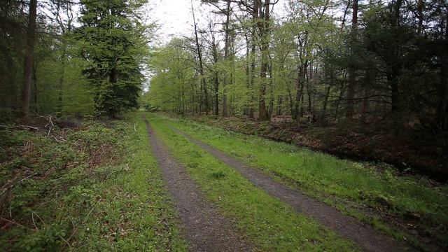 Звуки природы шум леса пение птиц sounds of nature, birdsong, forest noise #пениесоловья #голосапти