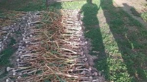 Когда убирать чеснок? Новый урожай чеснока Собрали целую тачку