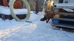 собаки на прогулке зашли в госьи к лису Мики