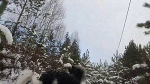 #свердловскийморскойволк #зима #урал