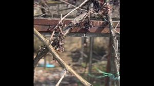 Ошибка при выращивании винограда. Выращиваем виноград правильно.