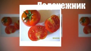Суперранние сорта помидоров для выращивания в 2019 году!