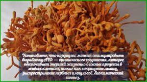 Кордицепс - что лечит этот странный гриб?