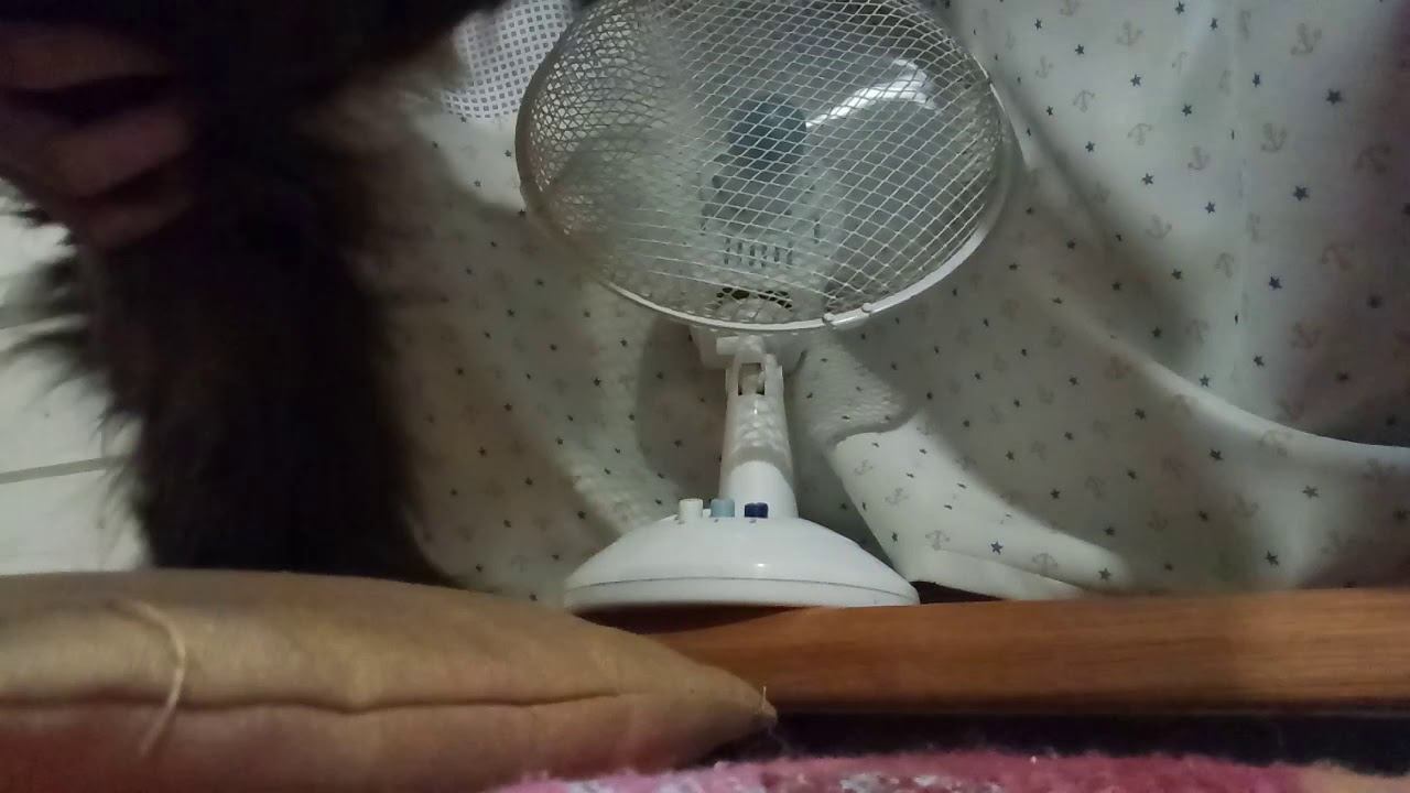 Кошка говорит в вентилятор смотреть онлайн