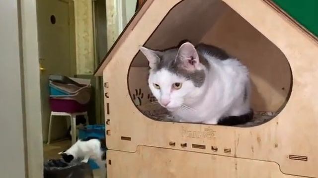 Христофор на посту, бдит  Завхоз приюта "Мурзилки СПб" как всегда на высоте