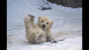 Иван Дорн - Мишка Виновен